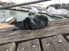 Columba livia domestica