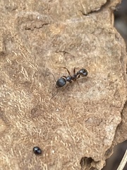 Aphaenogaster picea