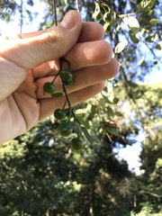 Sebastiania commersoniana