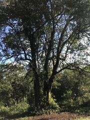 Sebastiania commersoniana