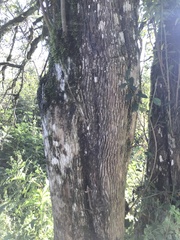 Sebastiania commersoniana