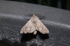 Orthosia incerta