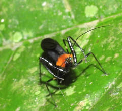 Acanthischium semiflavum