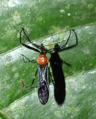 Acanthischium semiflavum