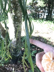 Phoradendron ensifolium