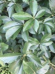 Aesculus pavia
