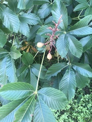 Aesculus pavia