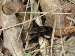 Gryllus rubens