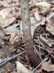 Lachnellula calyciformis