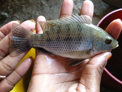 Oreochromis urolepis