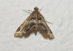 Usingeriessa onyxalis