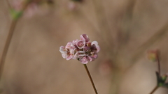 Eriogonum thurberi