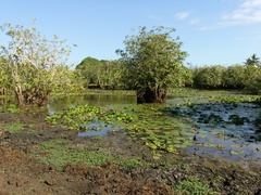 Oreochromis urolepis