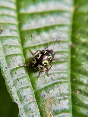 Zygogramma violaceomaculata