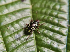 Zygogramma violaceomaculata