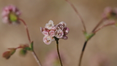 Eriogonum thurberi