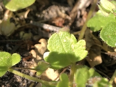 Veronica sublobata