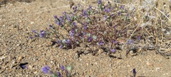 Eriastrum eremicum eremicum
