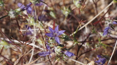 Eriastrum eremicum eremicum