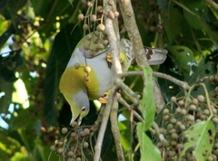 Treron phoenicopterus