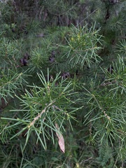 Hakea gibbosa