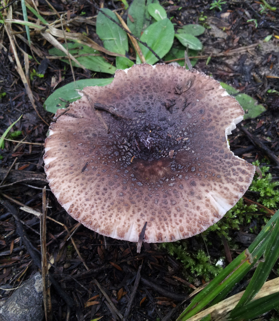 Russula griseoviridis