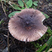 Russula griseoviridis - Photo no rights reserved, uploaded by Peter de Lange