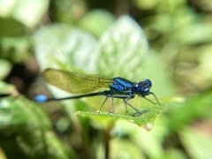 Argia terira