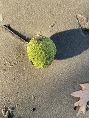 Maclura