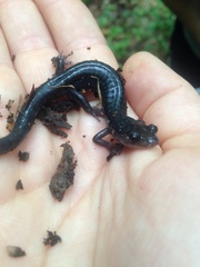 Plethodon metcalfi