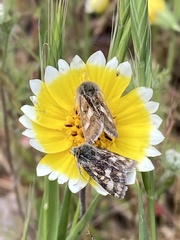 Heliothodes