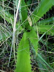 Eryngium serra