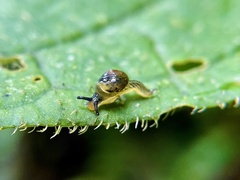 Ovachlamys fulgens