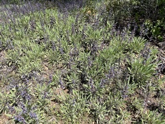 Salvia sonomensis