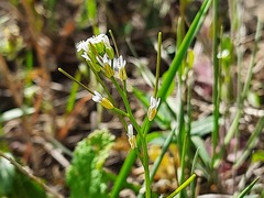 Arabis sagittata