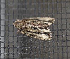 Etanna breviuscula