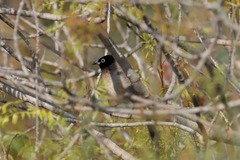 Pycnonotus xanthopygos