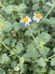 Amauria rotundifolia