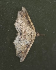 Philogethes metableta