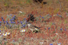 Curruca ruppeli