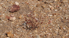 Nemacladus breviflorus