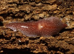 Australopacifica spectabilis