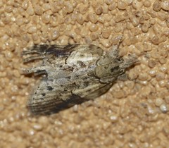 Etanna breviuscula