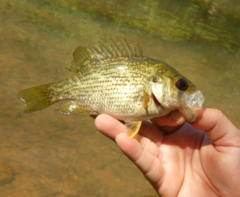 Ambloplites cavifrons