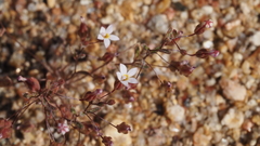 Nemacladus breviflorus