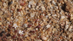 Nemacladus breviflorus