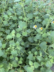 Amauria rotundifolia