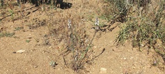 Sairocarpus coulterianus