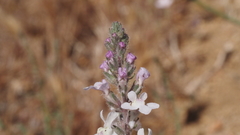 Sairocarpus coulterianus