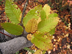 Nothofagus alpina
